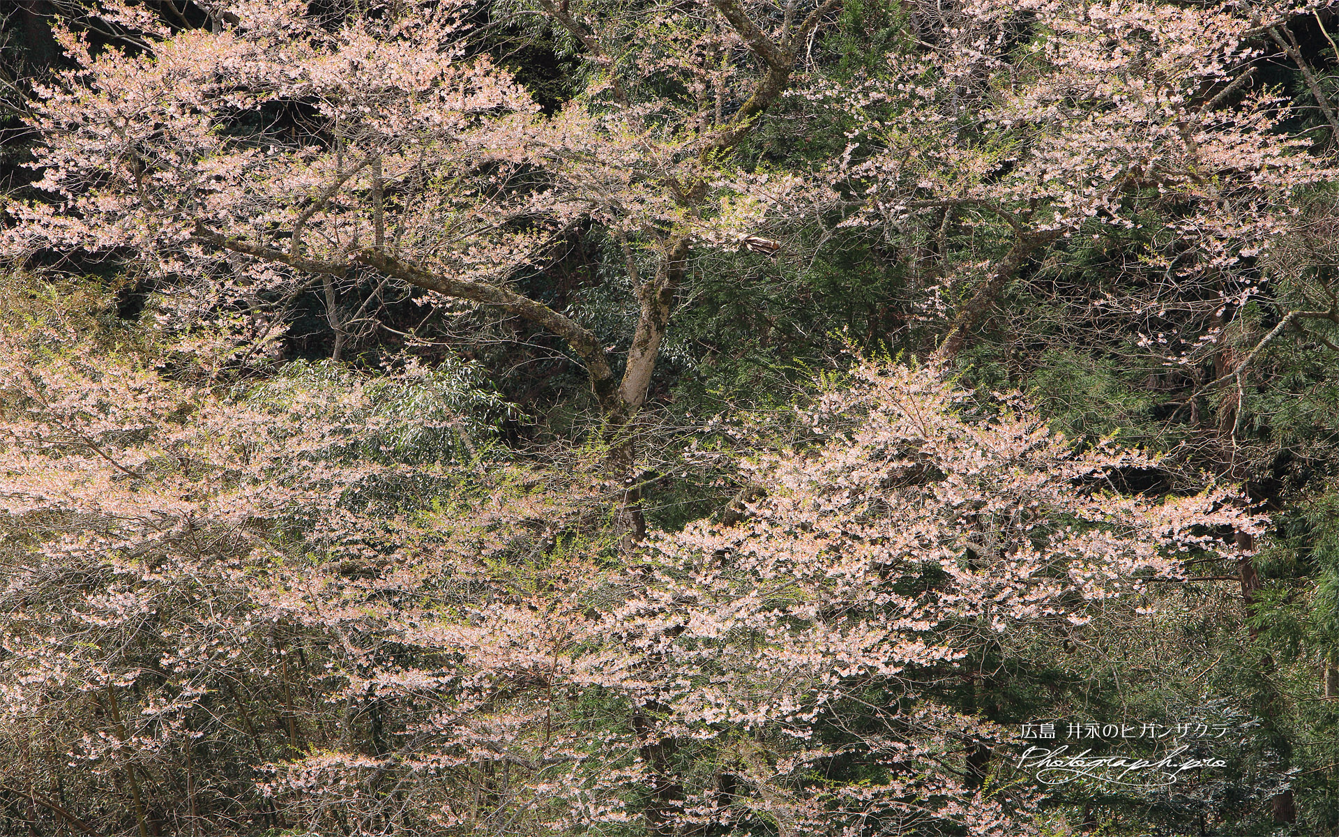 井永の彼岸桜