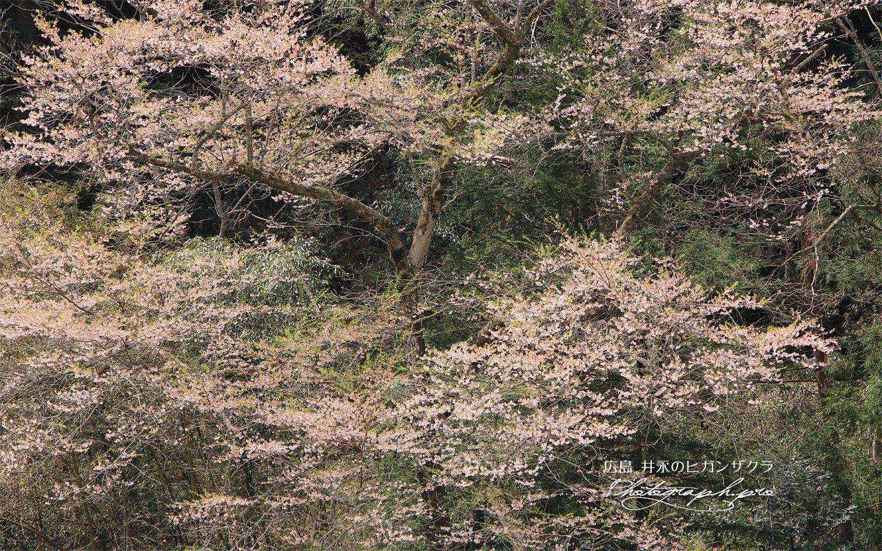 井永の彼岸桜 壁紙