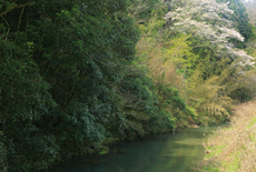 井永のヒガンザクラ