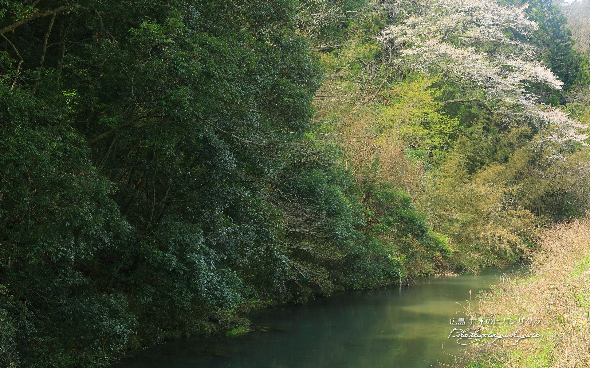 井永のヒガンザクラ