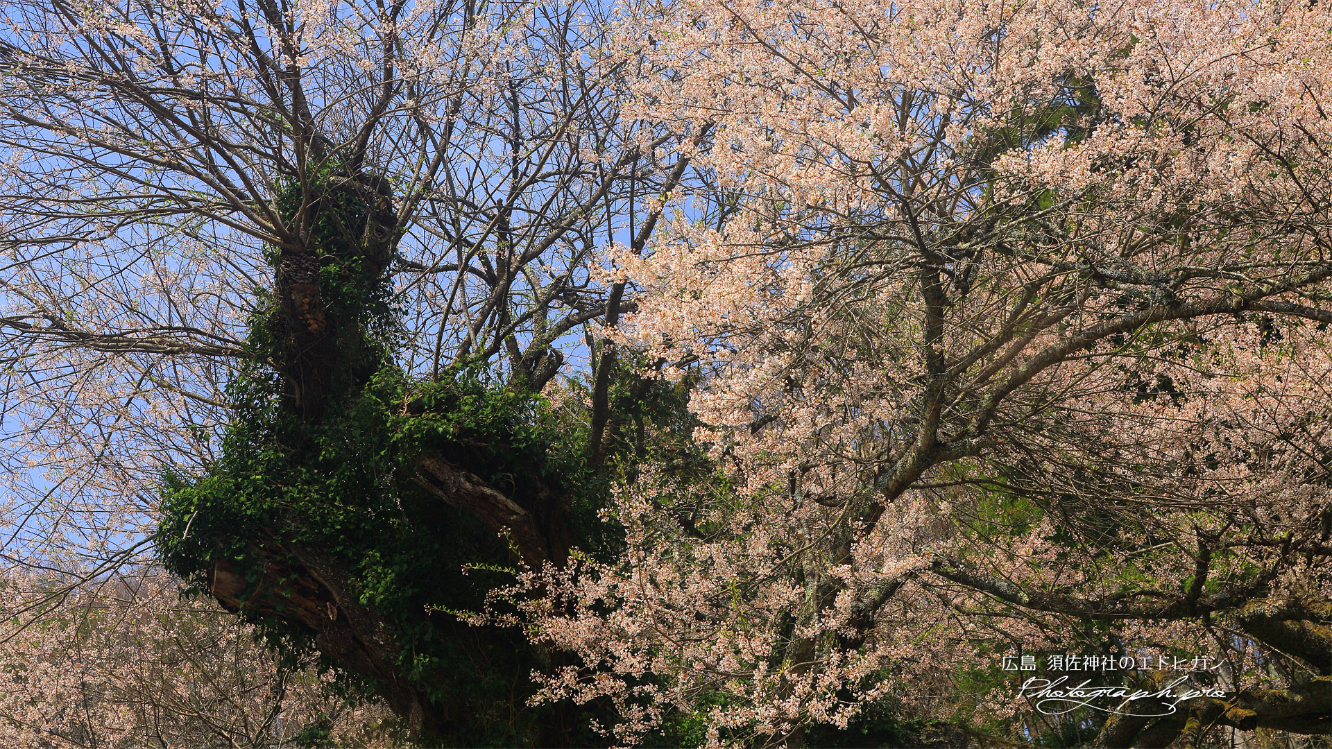 須佐神社の江戸彼岸桜