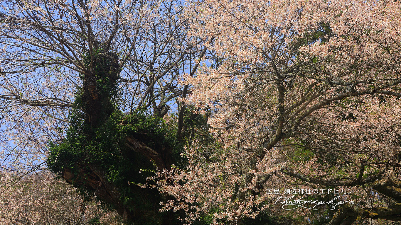 須佐神社の江戸彼岸桜 壁紙