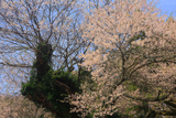 須佐神社の江戸彼岸桜