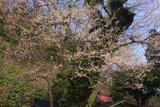 須佐神社のエドヒガン