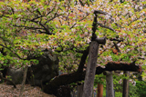 太閤秀吉お手植えの桜