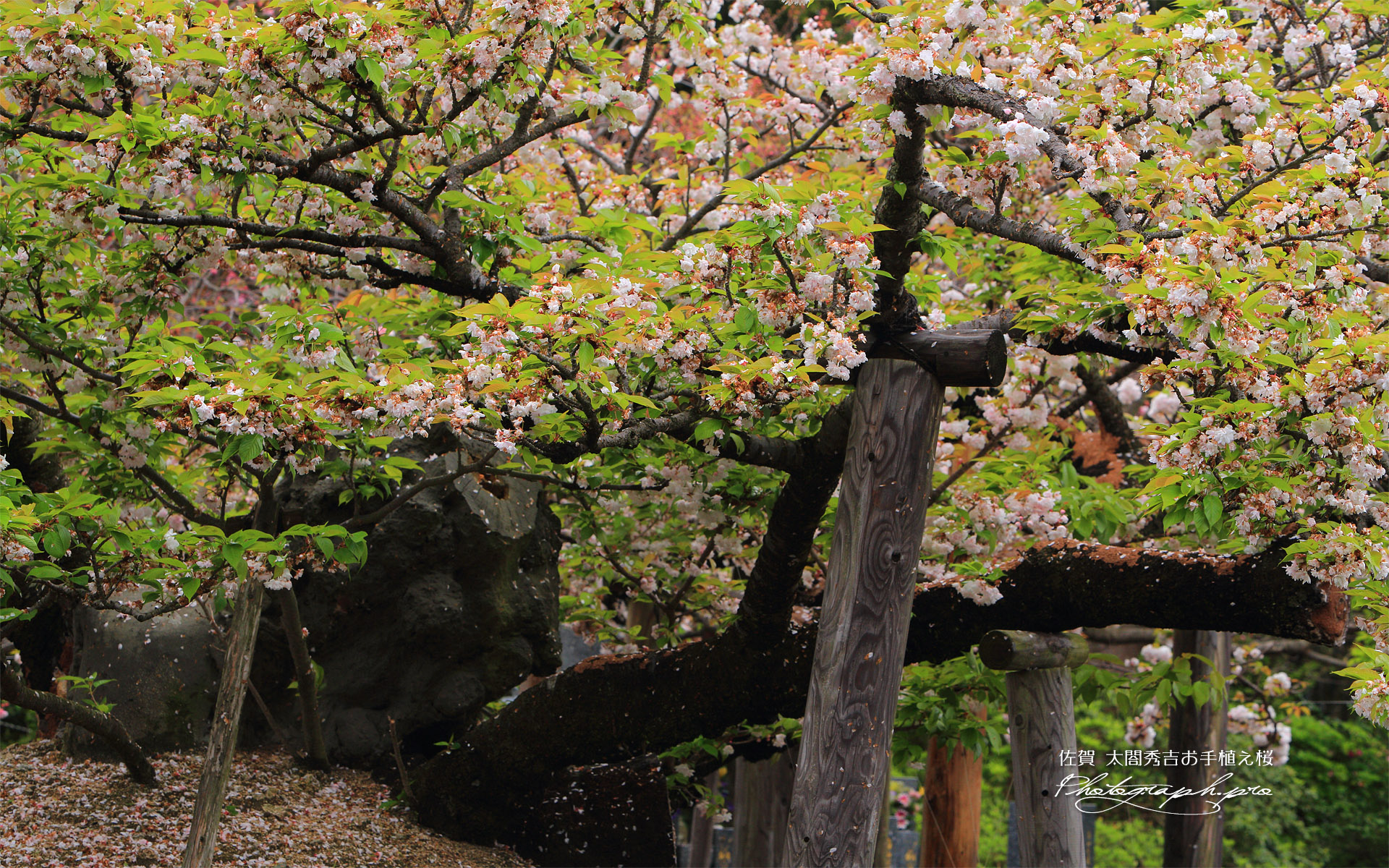 太閤秀吉お手植えの桜