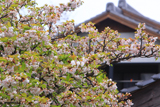 法光寺の太閤桜