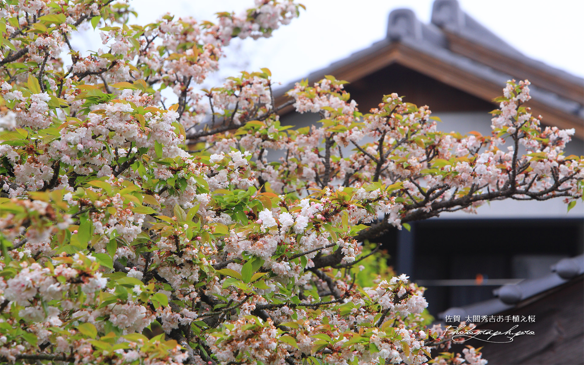 法光寺の太閤桜