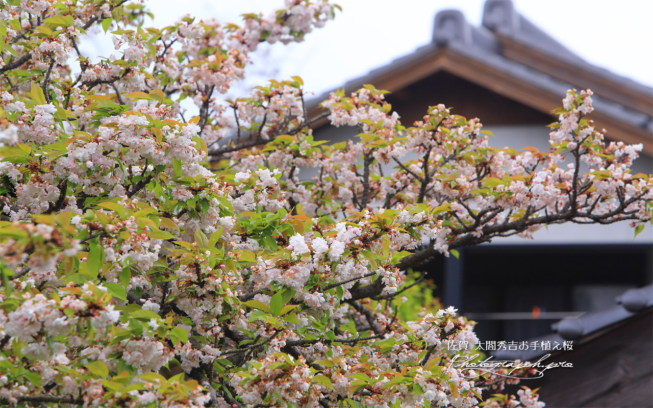 法光寺の太閤桜 壁紙