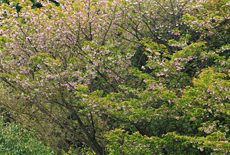西光寺のオオムラザクラ