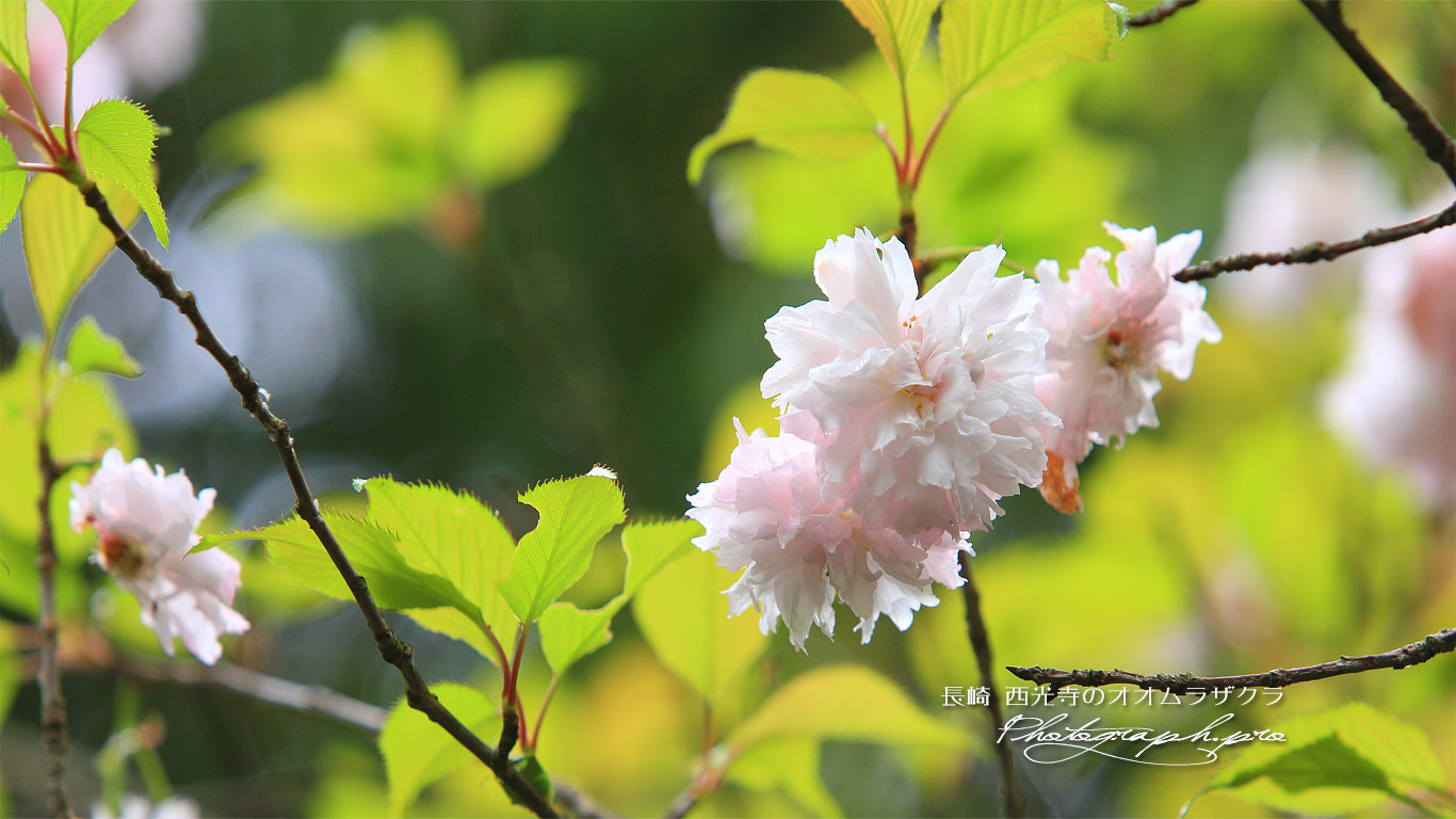西光寺の大村桜 壁紙
