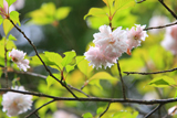 西光寺の大村桜