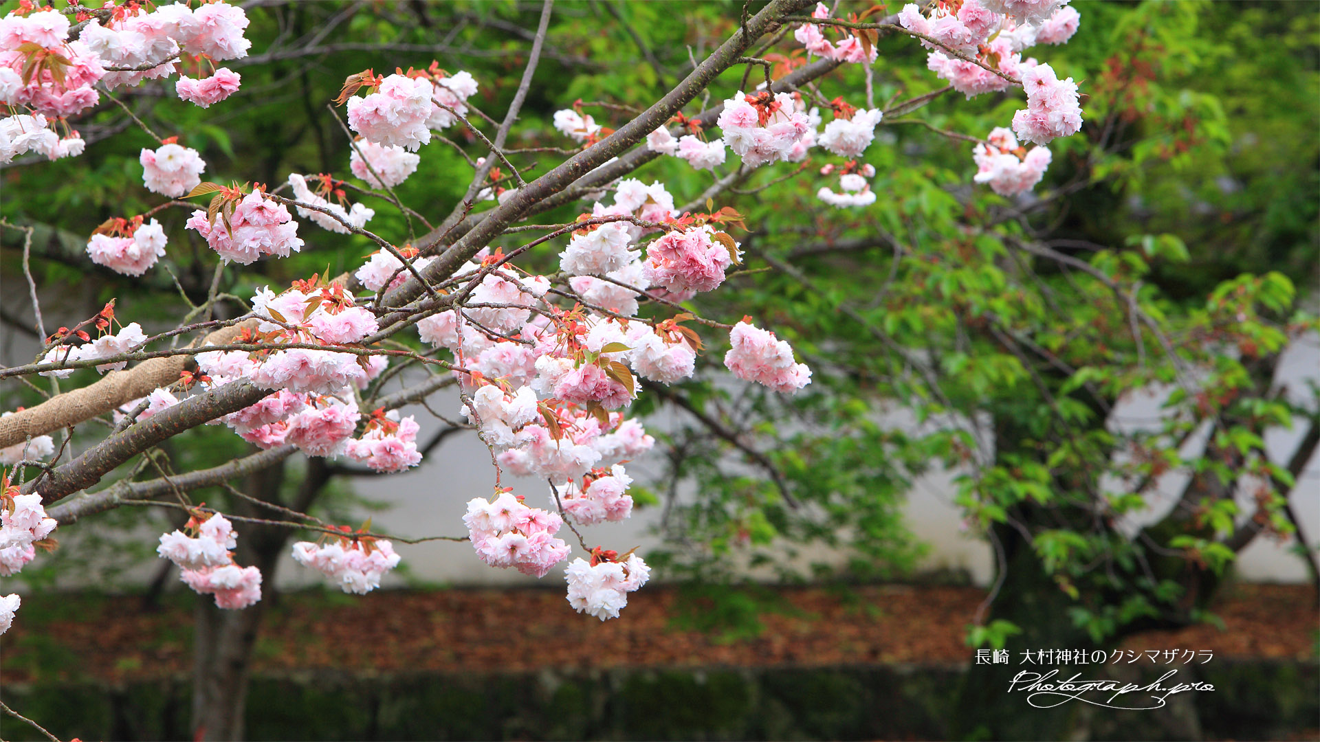 大村神社のクシマザクラ