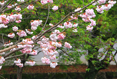 大村神社のクシマザクラ