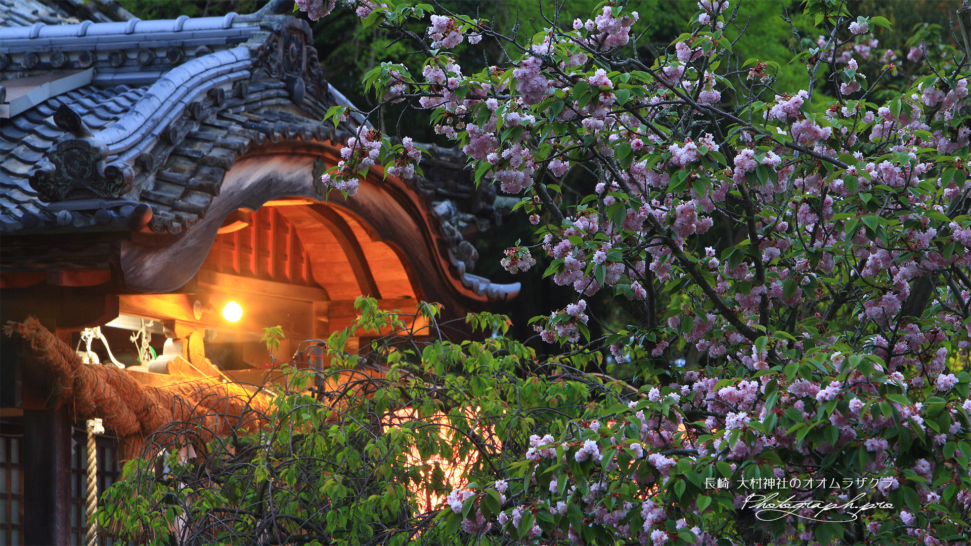 大村神社のオオムラザクラ