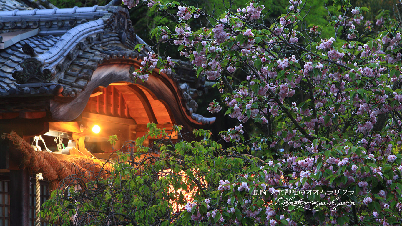 大村神社のオオムラザクラ 壁紙