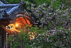 大村神社のオオムラザクラ
