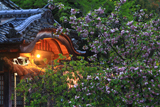 大村神社のオオムラザクラ