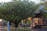 大村神社のオオムラザクラ