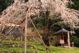 大虫の枝垂れ桜