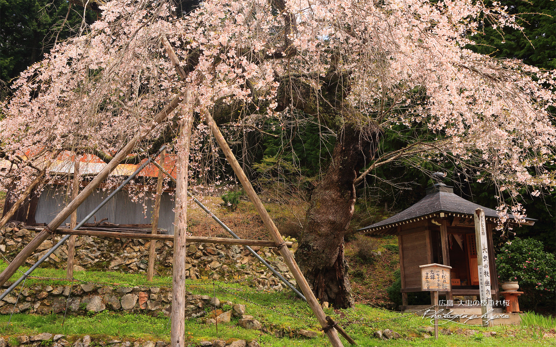 大虫の枝垂れ桜