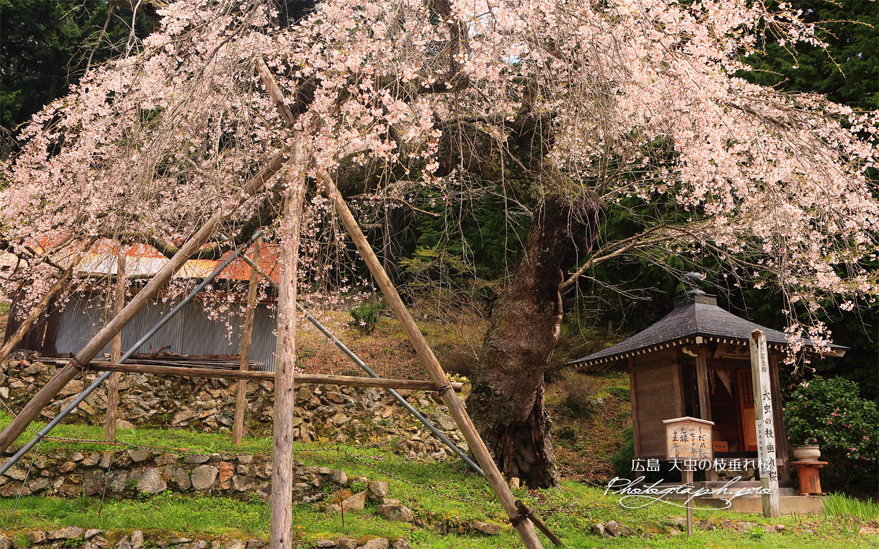 大虫の枝垂れ桜 壁紙