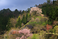 与一野のしだれ桜