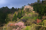 与一野のしだれ桜