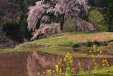 与一野のしだれ桜