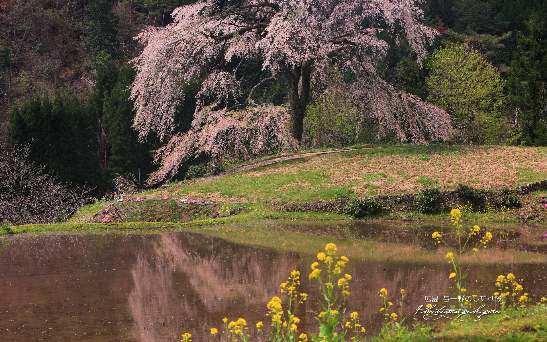与一野のしだれ桜