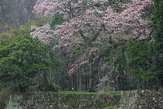 石橋正光屋敷跡の桜