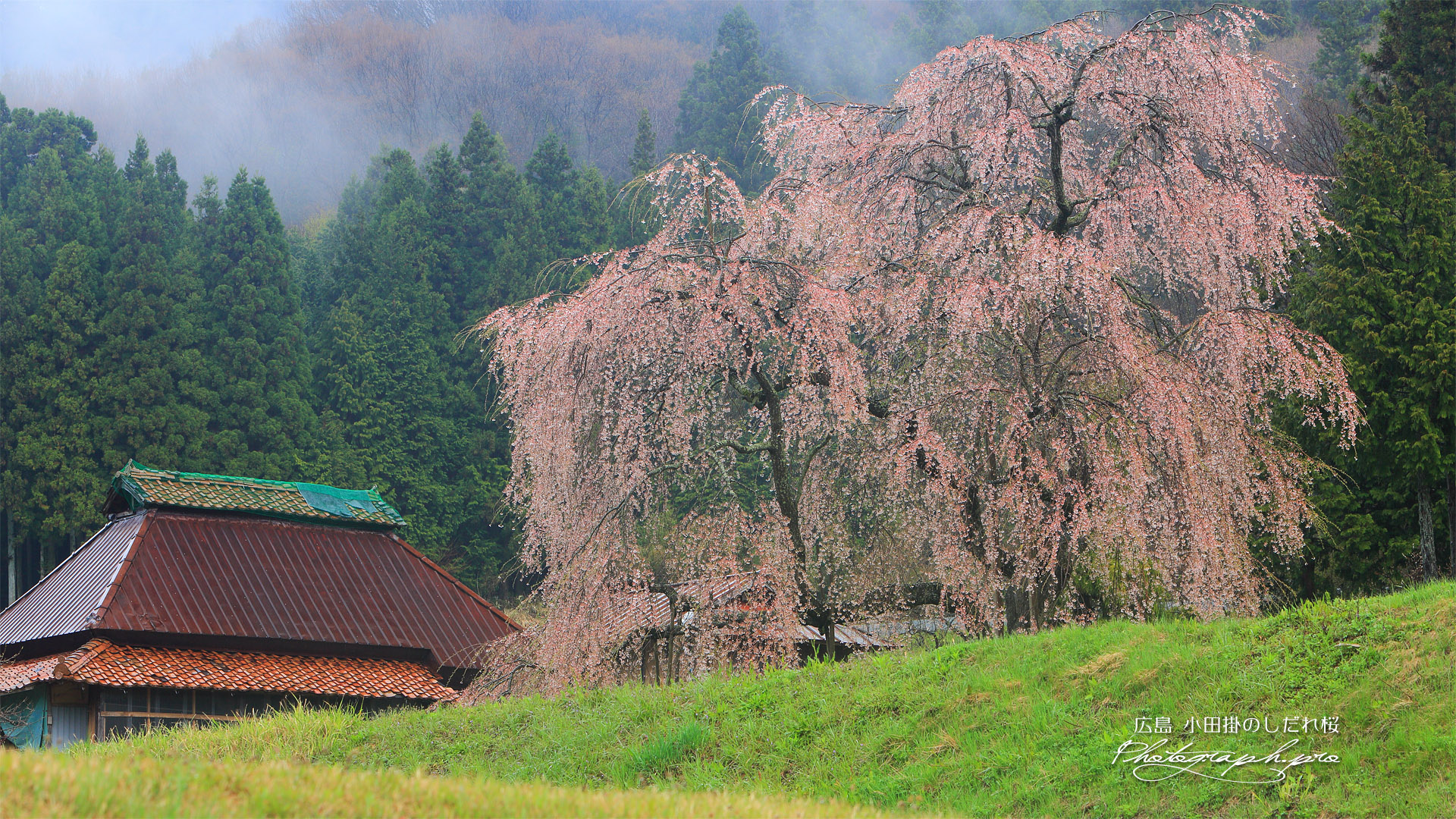 中原のしだれ桜
