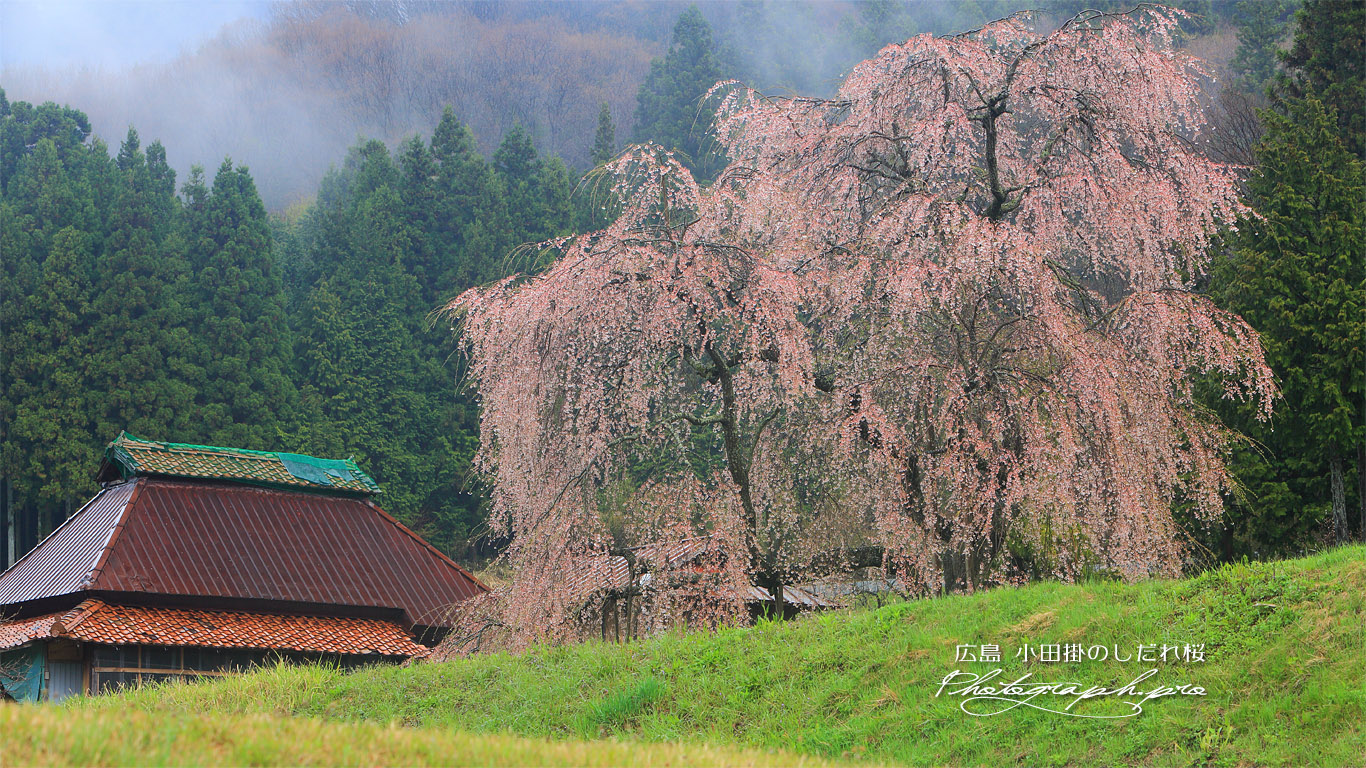 中原のしだれ桜 壁紙