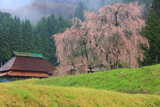 中原のしだれ桜