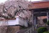 圓立寺のしだれ桜