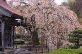 円立寺のしだれ桜