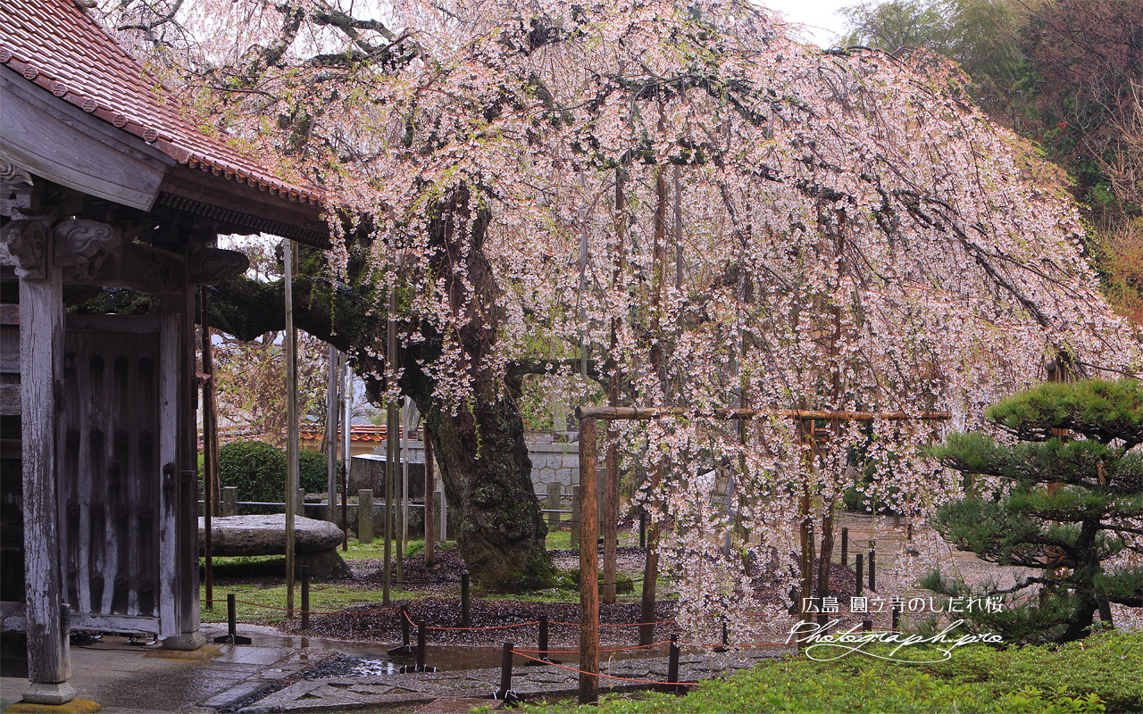 円立寺のしだれ桜 壁紙