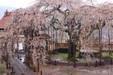 圓立寺のしだれ桜