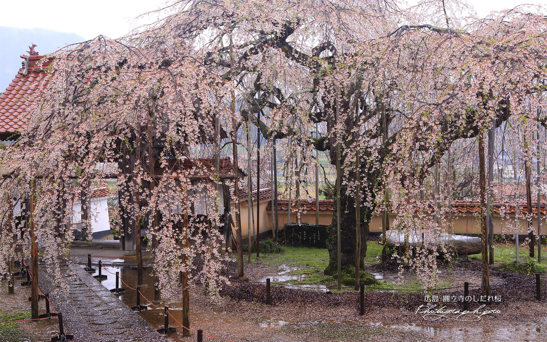 圓立寺のしだれ桜