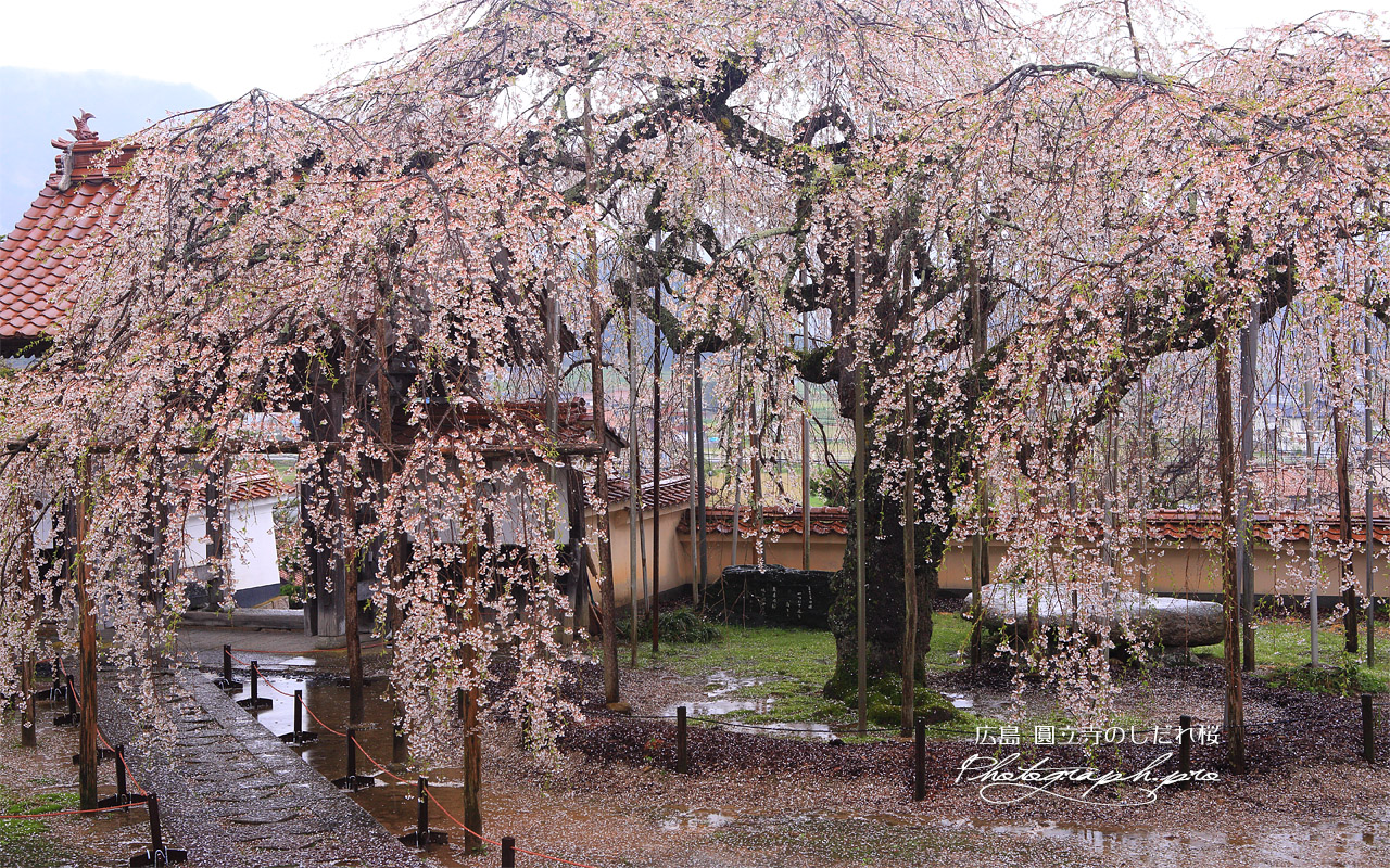 圓立寺のしだれ桜 壁紙
