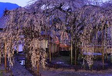 圓立寺のしだれ桜