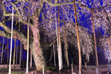 円立寺の枝垂れ桜