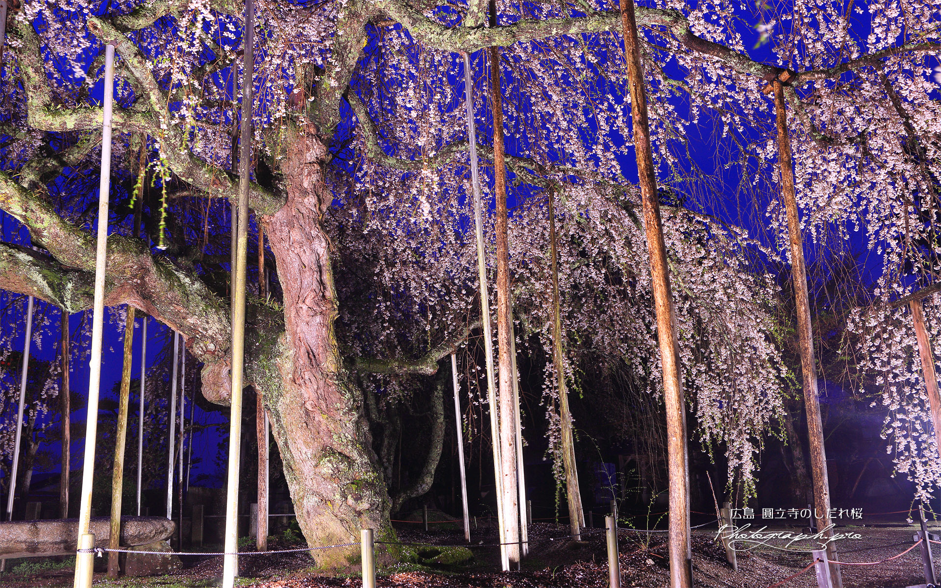 円立寺の枝垂れ桜