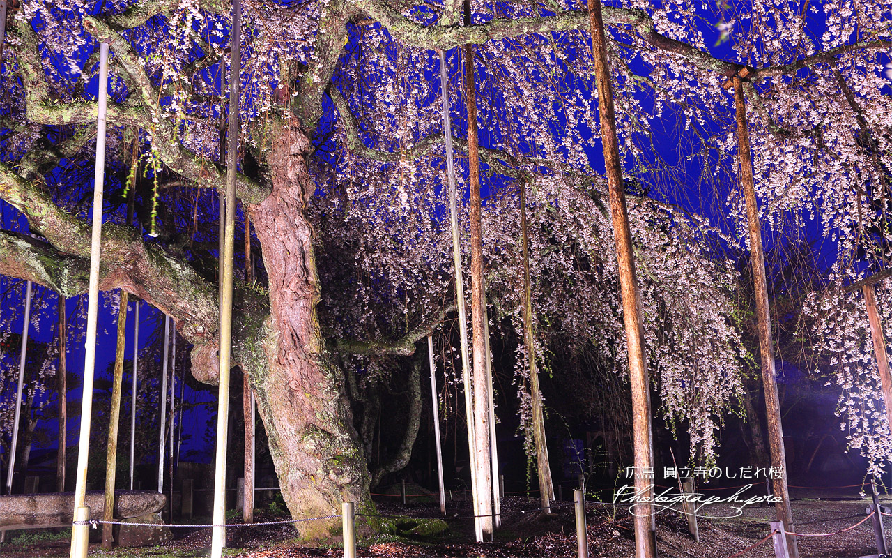 円立寺の枝垂れ桜 壁紙