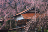 円正寺のしだれ桜