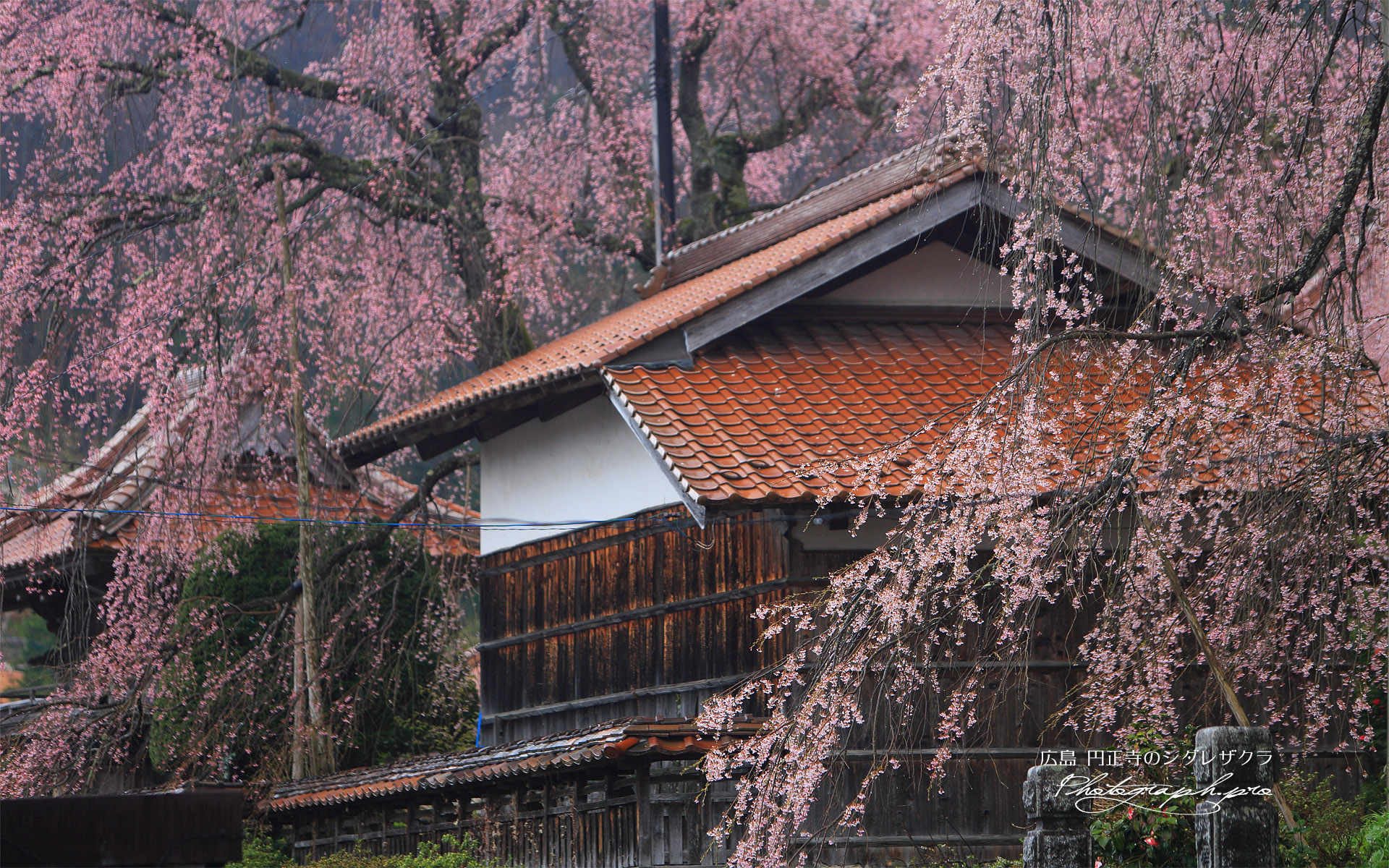 円正寺のしだれ桜