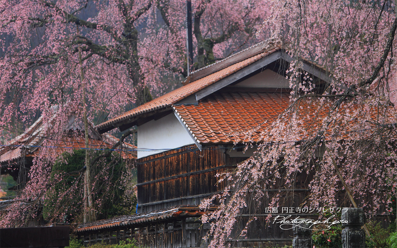 円正寺のしだれ桜 壁紙