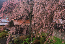 円正寺のシダレザクラ
