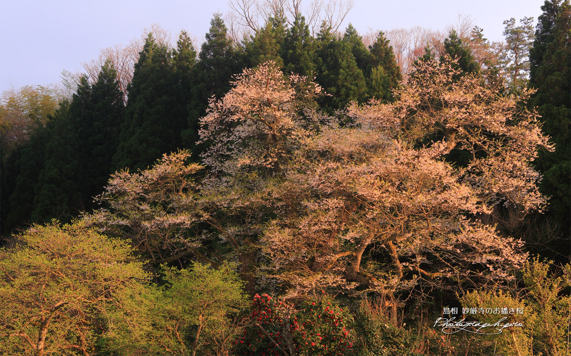 妙厳寺のおまきサクラ