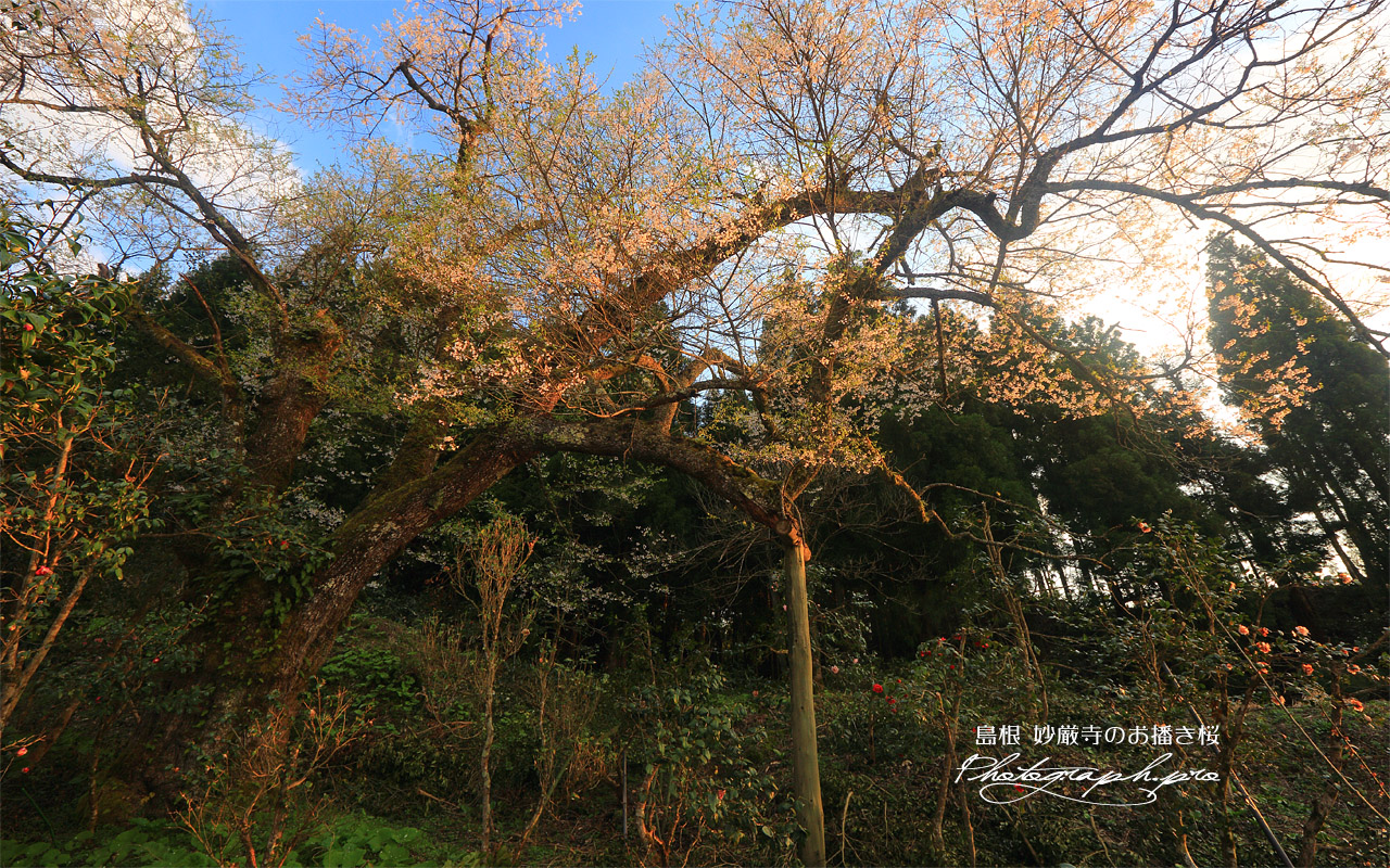 妙厳寺のお播き桜 壁紙